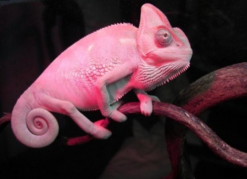 Pink Chameleon